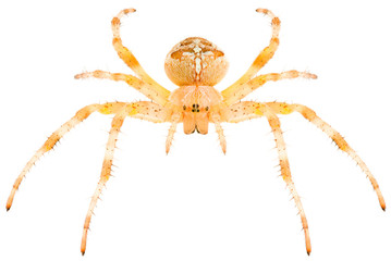 Orb-weaving spider Araneus diadematus or European garden spider isolated on white background, head-on view.