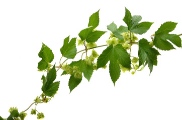 hop flowers on a white background isolated