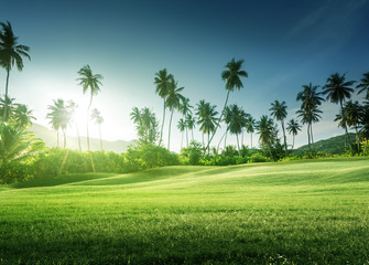 sunset in jungle and grass