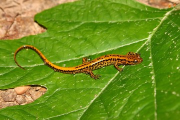 Long-tailed Salamander (Eurycea longicauda)