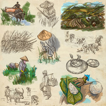 Rice crop. Agriculture. An hand drawn illustration.