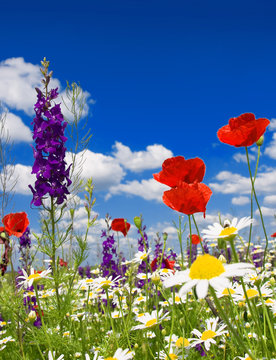 Fototapeta Summer wildflowers and clouds