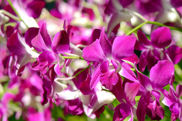 Purple Denerobium Orchids (Dendrobium Hybrid) in tropical garden