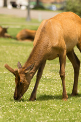 Young Bull Elk Western Wildlife Yellowstone National Park