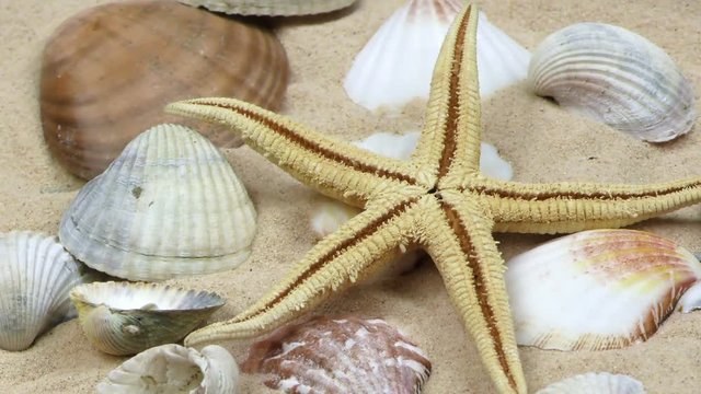 Starfish and Seashells on Sand