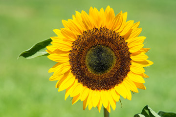 Fototapeta premium Close-up macro of the perfect sunflower