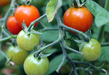 Cherry Tomatoes Focus/Ripe and unripe Cherry Tomatoes growing in garden.
