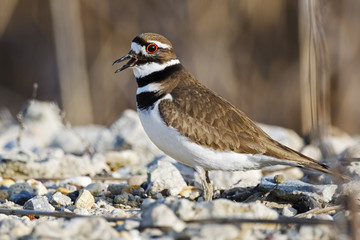 Killdeer