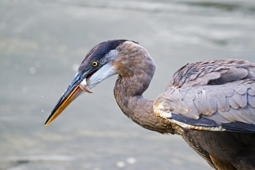 Great Blue Heron with Fish