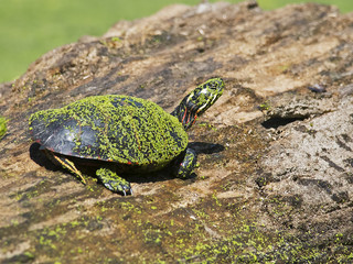 Eastern Painted Turtle