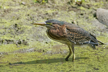 Green Heron