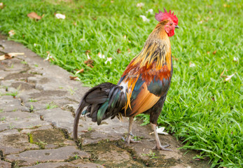 Thai Hen (Thai female chicken)