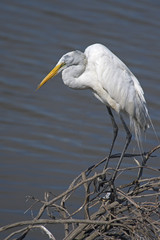 Great Egret