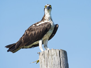 Osprey with Fish