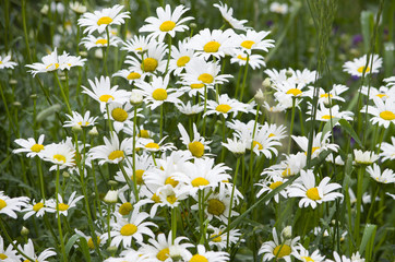 flowers white daisies the field among a grass  