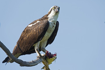Osprey with Fish