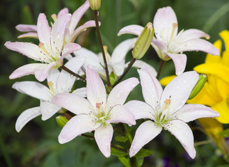 lily flowers white with a pink shade