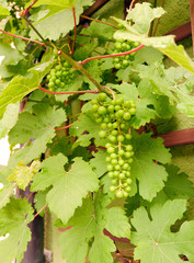 Green unripe grapes