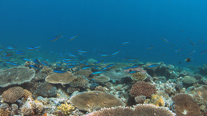 Colorful coral reef with healthy hard corals.