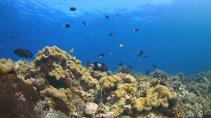 Naklejka na ściany i meble Colorful coral reef with plenty fish.