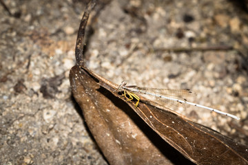 This is a photo of a damselfly, was taken in XiaMen botanical garden, China.