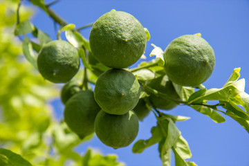 Lime tree
