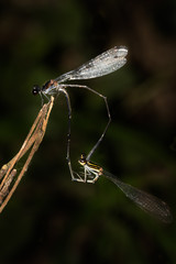 This is a photo of mating damselfly, was taken in XiaMen botanical garden, China.
