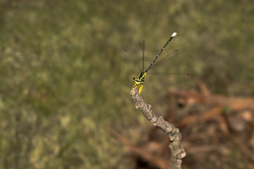 This is a photo of a damselfly, was taken in XiaMen botanical garden, China.