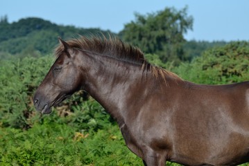 Fototapeta premium Brązowy koń
