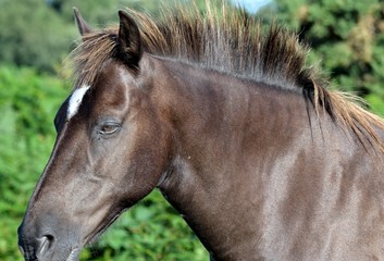 Cheval brun