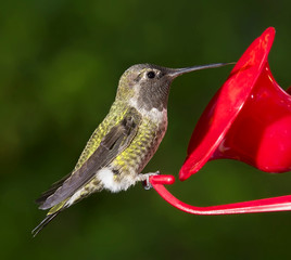 Fototapeta na wymiar Ruby Throated Hummingbird (female) sitting at feeder