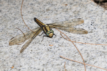This is a photo of a dragonfly, was taken in XiaMen botanical garden, China.