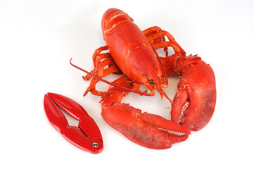 cooked red lobster and lobster cracker isolated on white background