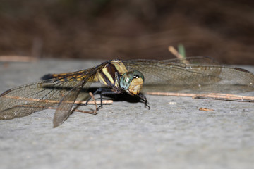 This is a photo of a dragonfly, was taken in XiaMen botanical garden, China.