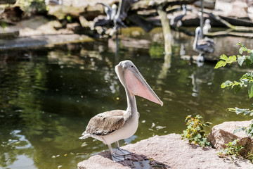 Pelican sitting on a log over the water, with folded wings