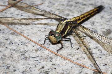 This is a photo of a dragonfly, was taken in XiaMen botanical garden, China.