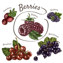 Vector illustration colorful set with berries.