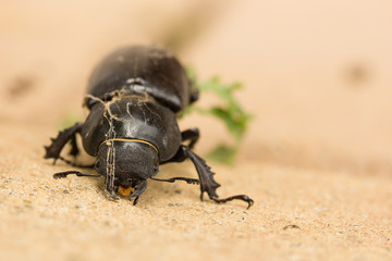 Hirschkäfer