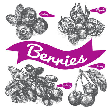 Vector illustration black and white set with berries