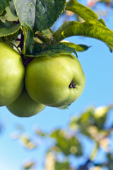  green apples  in garden