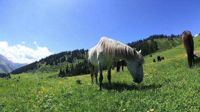horse eating grass on beautiful mountain grassland