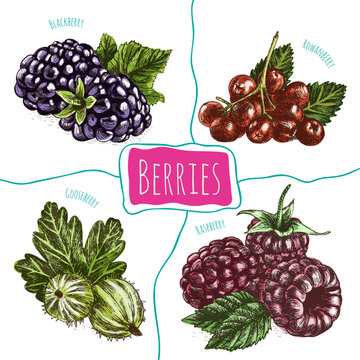 Vector illustration colorful set with berries