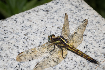 This is a photo of a dragonfly, was taken in XiaMen botanical garden, China.
