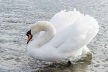 Swan on the water