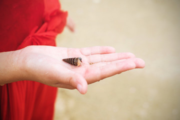 small hermit crab in a hand of kid.