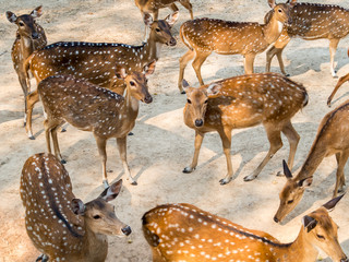 Group of spotted deer, chital, cheetal or Axis deer (Axis axis) in natural habitat © poravute