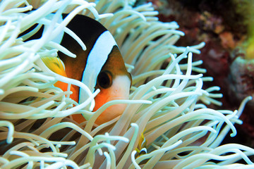Clark’s Anemonefish (Amphiprion Clarkii) in an Anemone. Flores, Indonesia
