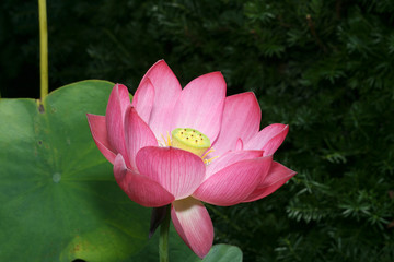 Blooming green in the pretty pink lotus flower.
