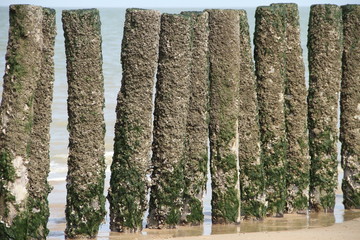 Wellenbrecher an der Nordsee bei Ebbe