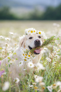 young beautiful dog breed Golden Retriever,kind brown eyes,pink tongue,holding in teeth a bouquet of white field daisies with yellow center,photo is made in spring on a mountain meadow